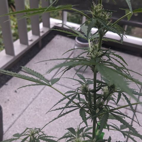 Jane II growlog timeline photo