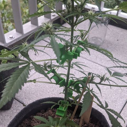 Jane II growlog timeline photo