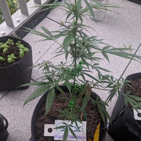 Jane II growlog timeline photo