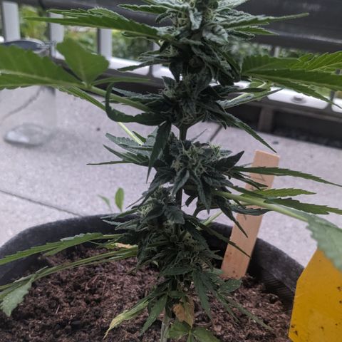 Mary II growlog timeline photo