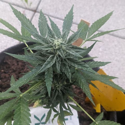 Mary II growlog timeline photo