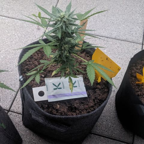 Mary II growlog timeline photo
