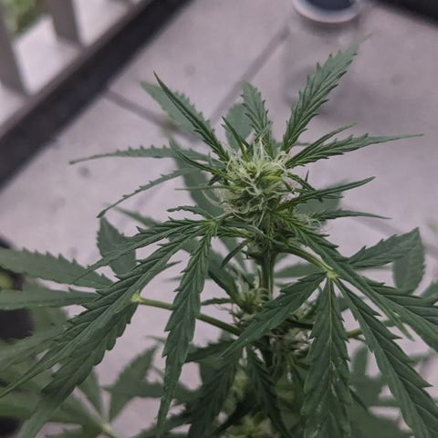 Jane II growlog timeline photo