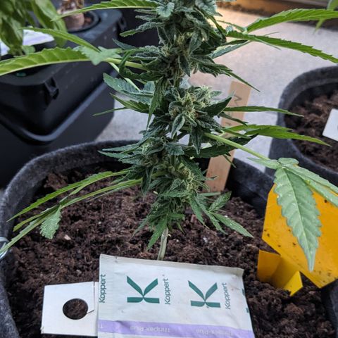 Mary II growlog timeline photo