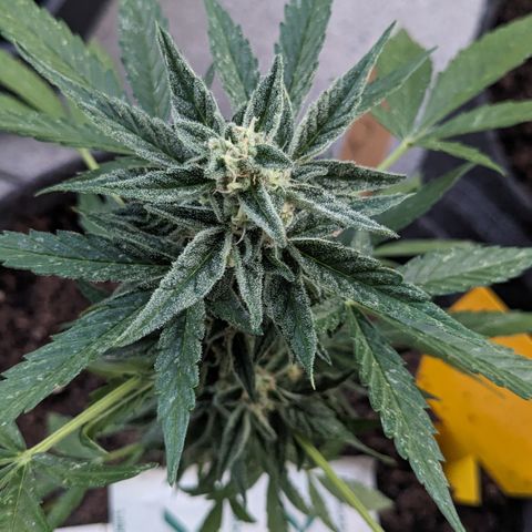 Mary II growlog timeline photo