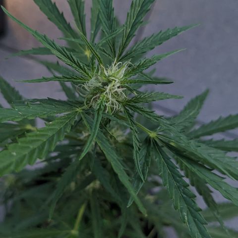 Jane II growlog timeline photo