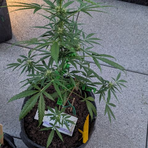 Jane II growlog timeline photo