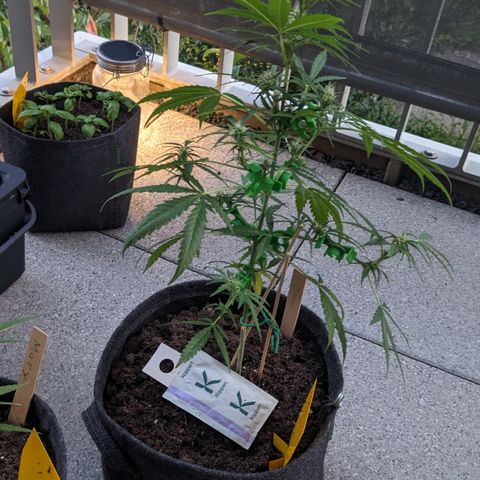 Jane II growlog timeline photo