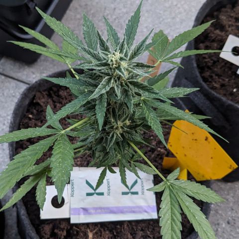 Mary II growlog timeline photo