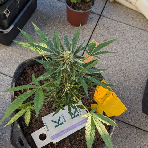 Mary II growlog timeline photo