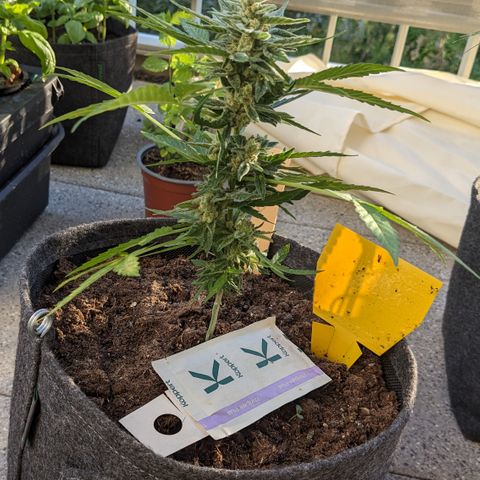 Mary II growlog timeline photo