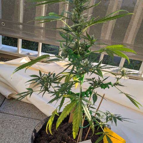 Jane II growlog timeline photo