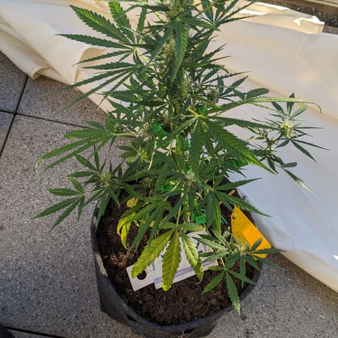 Jane II growlog timeline photo
