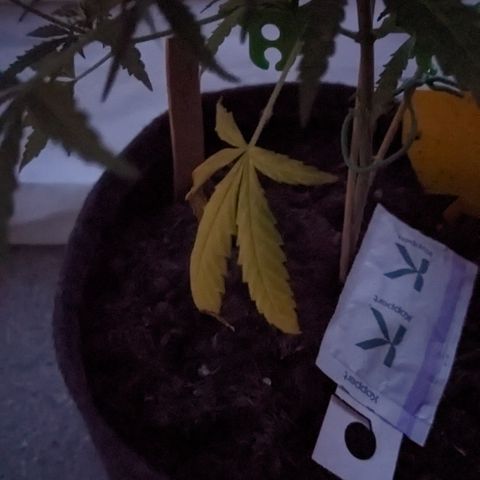 Jane II growlog timeline photo