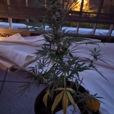 Jane II growlog timeline photo