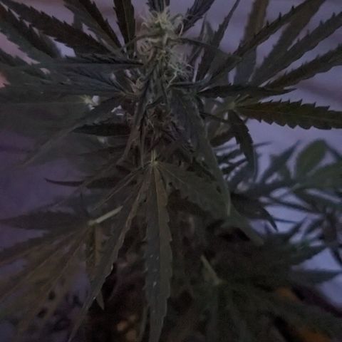 Jane II growlog timeline photo