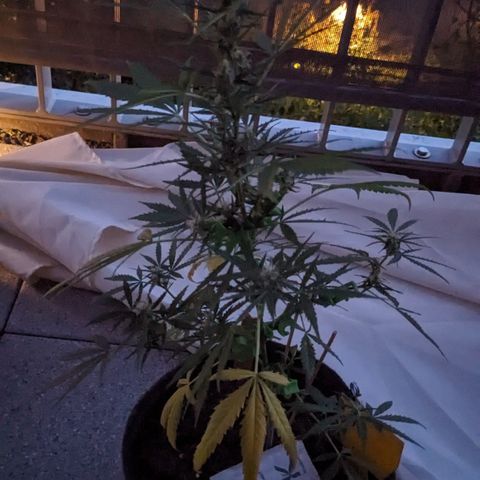Jane II growlog timeline photo