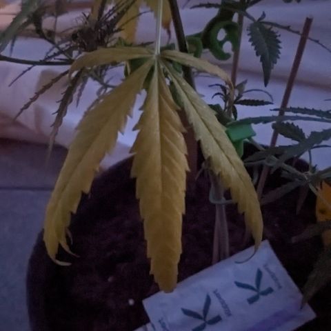 Jane II growlog timeline photo