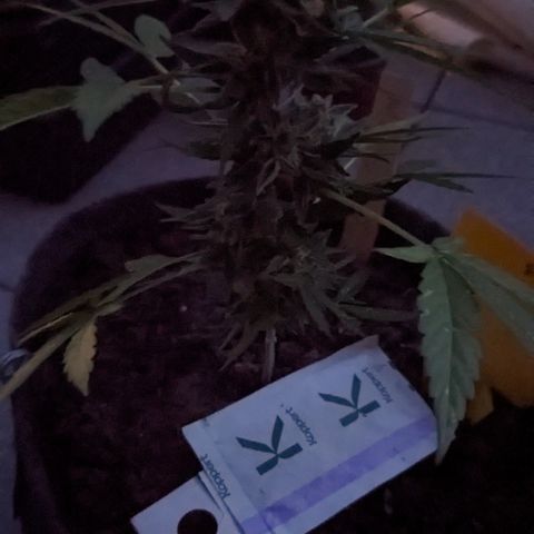 Mary II growlog timeline photo