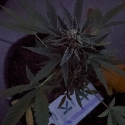 Mary II growlog timeline photo