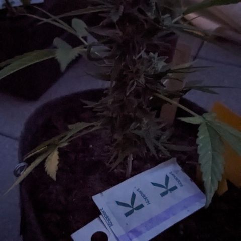 Mary II growlog timeline photo