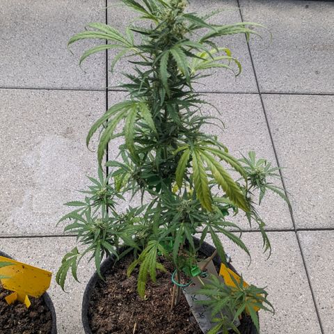Jane II growlog timeline photo