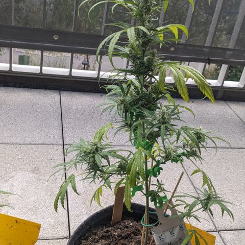 Jane II growlog timeline photo