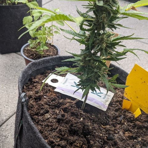 Mary II growlog timeline photo