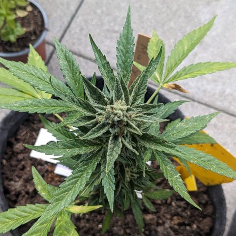 Mary II growlog timeline photo