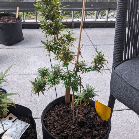 Jane II growlog timeline photo