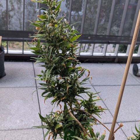 Jane II growlog timeline photo