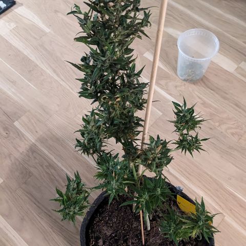 Jane II growlog timeline photo
