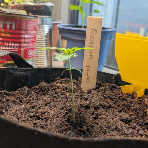Reagan growlog timeline photo