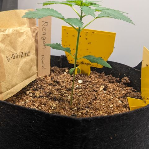 Reagan growlog timeline photo