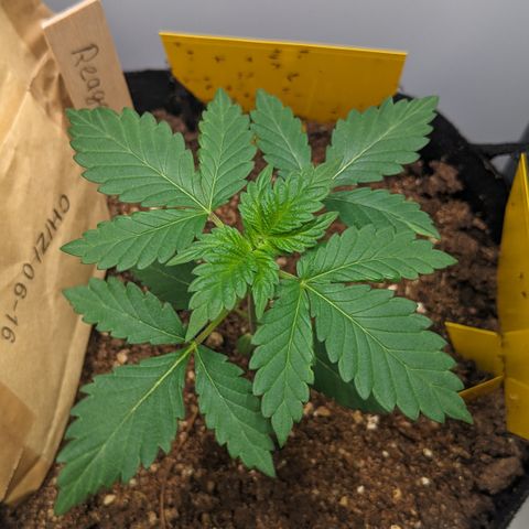 Reagan growlog timeline photo