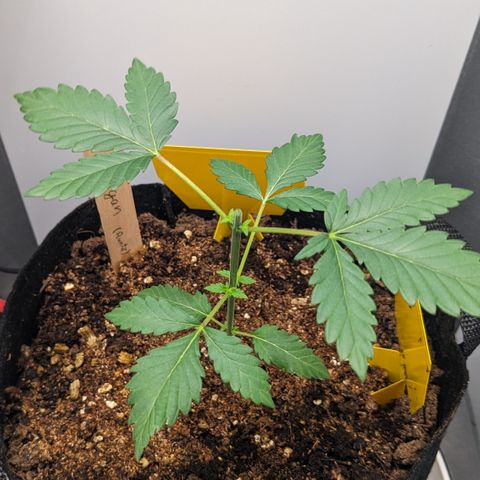 Reagan growlog timeline photo