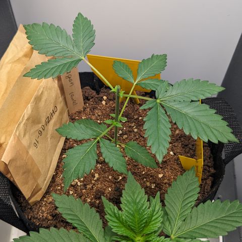 Reagan growlog timeline photo
