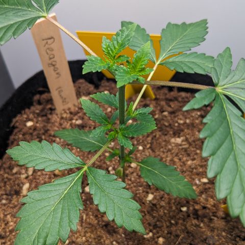 Reagan growlog timeline photo