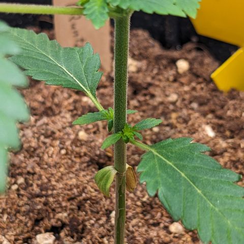 Reagan growlog timeline photo