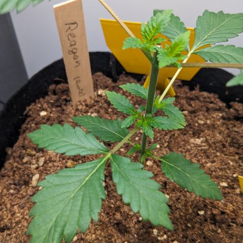 Reagan growlog timeline photo