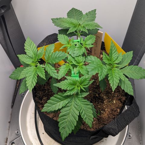Reagan growlog timeline photo