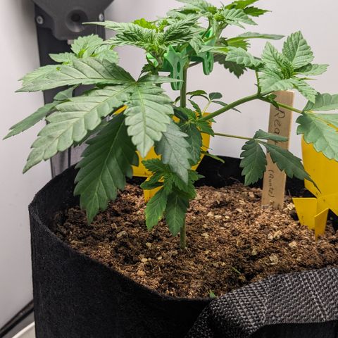Reagan growlog timeline photo