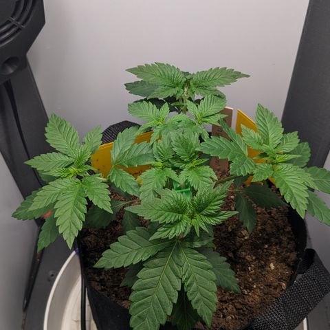 Reagan growlog timeline photo