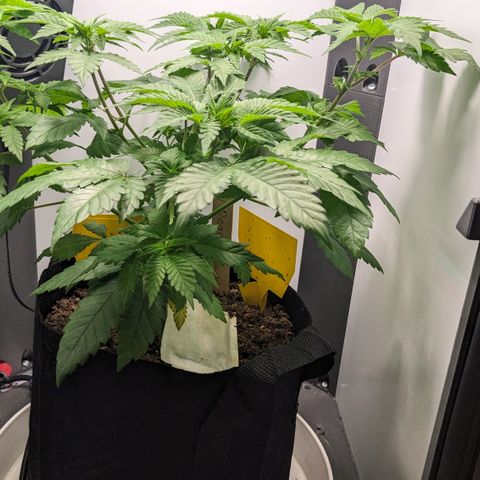 Reagan growlog timeline photo