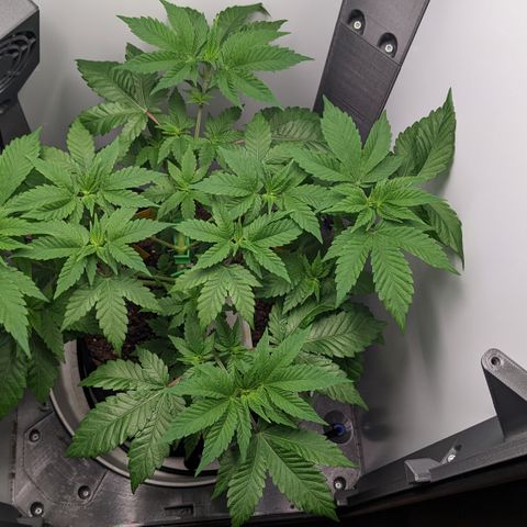Reagan growlog timeline photo