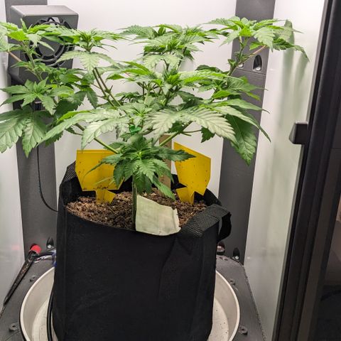 Reagan growlog timeline photo