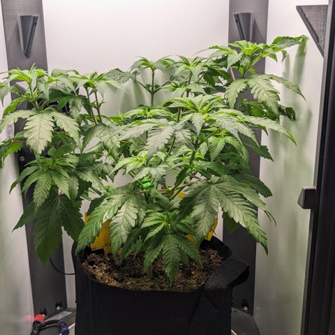 Reagan growlog timeline photo