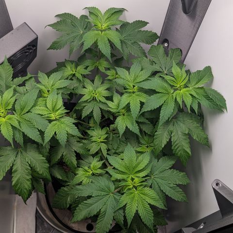 Reagan growlog timeline photo