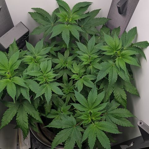 Reagan growlog timeline photo