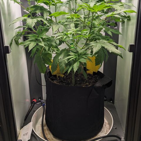 Reagan growlog timeline photo